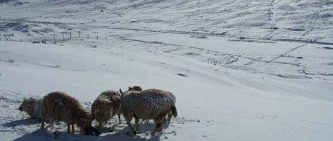 banner image: Snowy-sheep